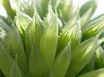 Haworthia decipiens