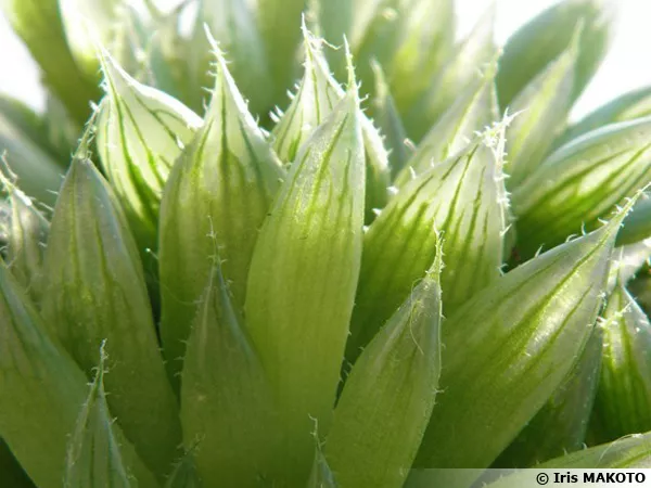 Haworthia decipiens