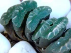 Haworthia truncata