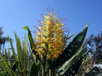 Gingenbre Kahili, Longose, Hedychium gardnerianum