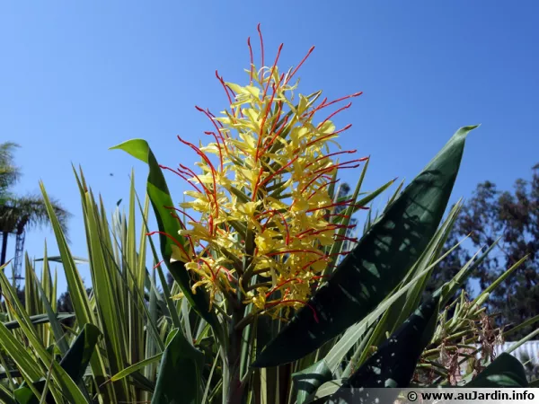 Gingenbre Kahili, Longose, Hedychium gardnerianum