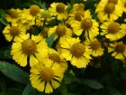 Hlnie d'automne, Helenium autumnale