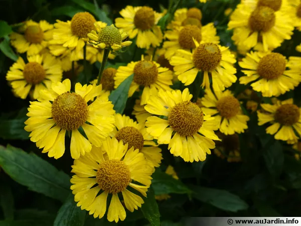 Hélénie d'automne, Helenium autumnale 'Sombrero'