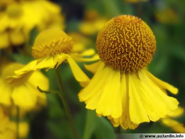 Hélénie d'automne Tijuana Brass, Helenium autumnale 'Tijuana Brass'