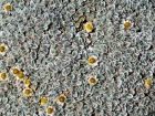 Immortelle pagophilum, Helichrysum pagophilum
