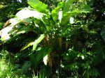 Balisier des Caraïbes, Heliconia caribaea Balisier des Caraïbes, Heliconia caribaea