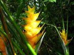 Bractées du Balisier des Caraïbes, Heliconia caribaea Bractées du Balisier des Caraïbes, Heliconia caribaea
