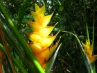 Balisier des Cara�bes (Heliconia caribaea) : une plante exotique aux grandes bract�es