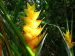 Bract�es du Balisier des Cara�bes, Heliconia caribaea