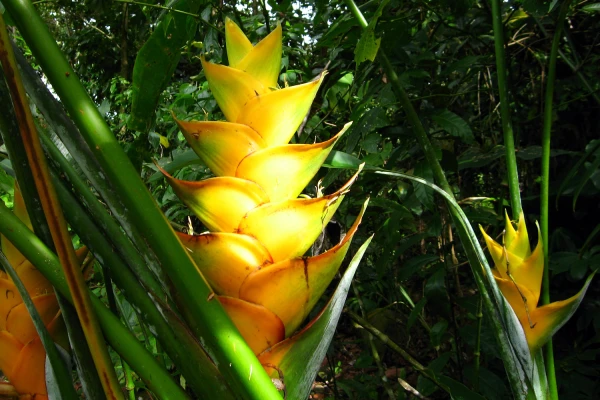 Balisier des Cara�bes (Heliconia caribaea) : une plante exotique aux grandes bract�es