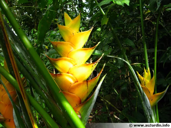 Bractées du Balisier des Caraïbes, Heliconia caribaea