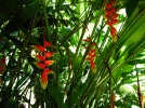 H�liconia pince de Homard, Faux oiseau du paradis, H�liconia rostr�, Heliconia rostrata