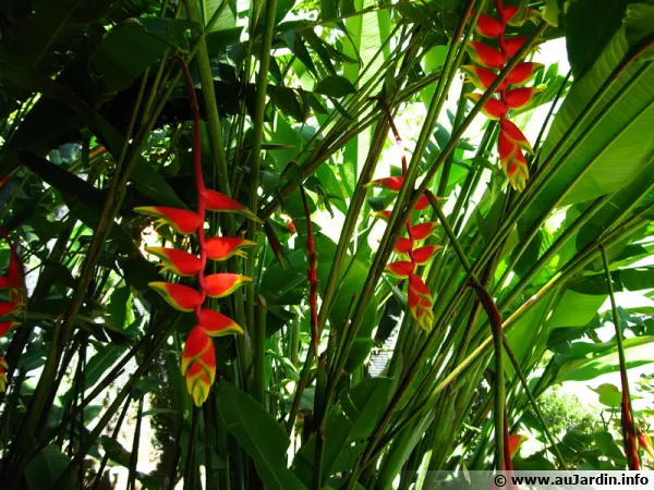 La flore de Martinique