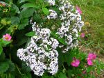 Héliotrope du Pérou, Heliotropium arborescens 'Scentropia Silver' Héliotrope du Pérou, Heliotropium arborescens 'Scentropia Silver'