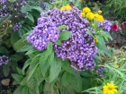 Heliotrope, Heliotropium x hybridum