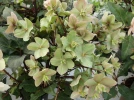Hell�bore noire, Rose de No�l, Helleborus niger