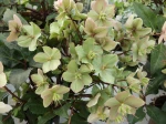 Helleborus niger 'Gold', Rose de No�l Gold