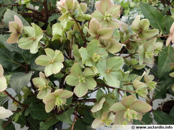 Helleborus niger 'Gold', Rose de Nol Gold