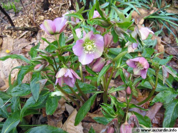 Hellébore noire, Rose de Noël, Helleborus niger : planter, cultiver,  multiplier