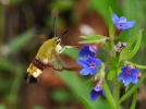 Le sphinx gaz, comme un colibri!