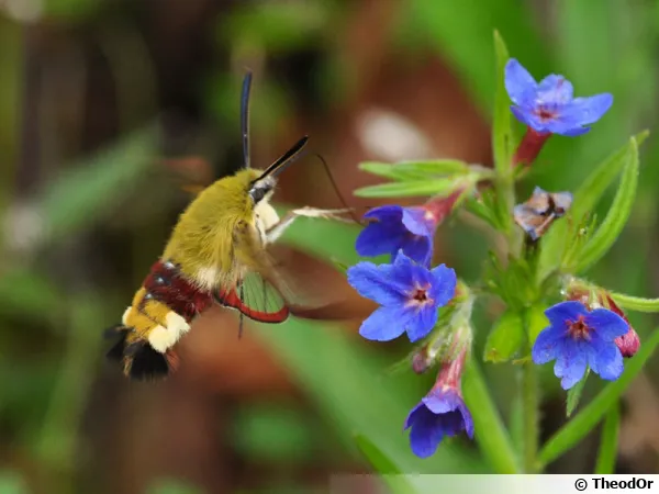 Le sphinx gazé en vol stationnaire au-dessus d'une fleur
