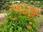 Hmrocalle, Lis d'un jour, Hemerocallis