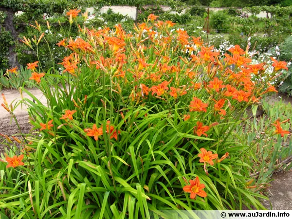 Hémérocalle, Hemerocallis, Lis d'un jour