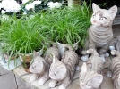 L'herbe  chat