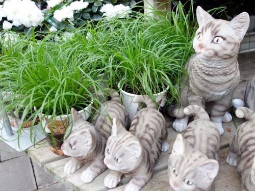 Herbe aux chats — Wikipédia