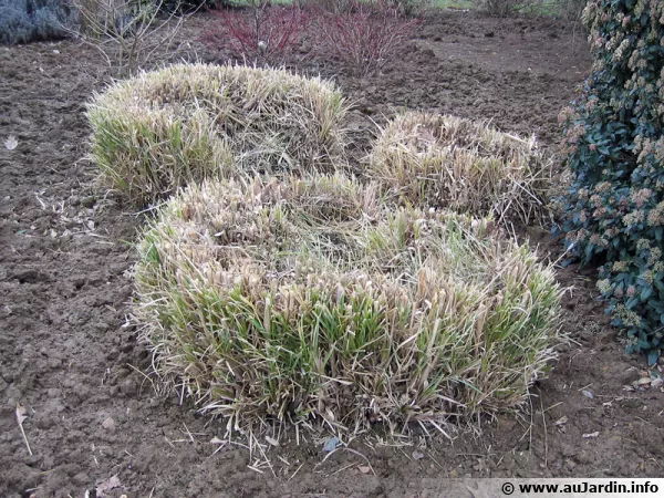 3 pieds d'herbes de la Pampa taills