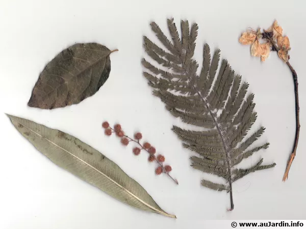 Feuilles diverses d'un herbier