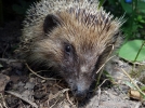 De l'importance des petits animaux du jardin