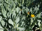 Queue de castor, Othonne  feuilles de girofles,Hertia cheirifolia