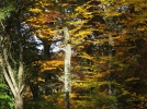 L'htre, un arbre  l'lgante noblesse