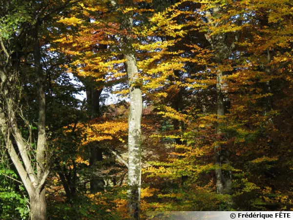 Des htres en automne...