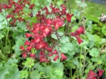 Heuchera 'Leuchtk�fer'