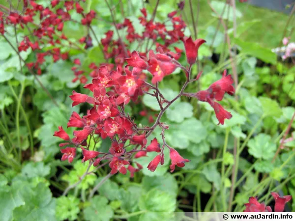 Heuchera 'Leuchtkfer'