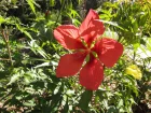 Etoile du Texas, Ketmie carlate, Hibiscus coccineus