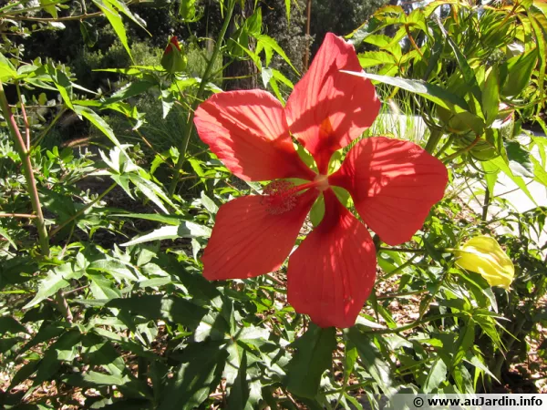 Hibiscus coccineus, Etoile du Texas