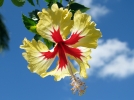 Une plante comme emblme