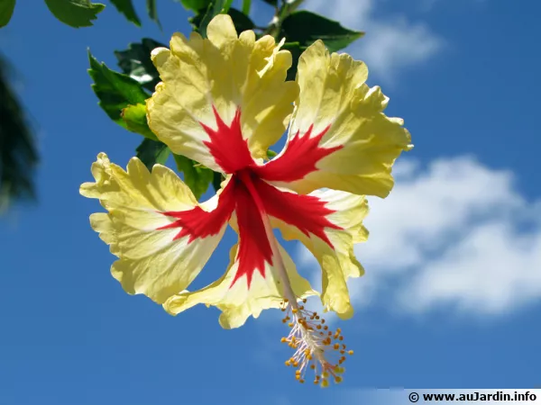 La fleur d'hibiscus symbole de la Malaisie et de la Polynésie