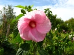 Hibiscus moscheutos, Hibiscus des marais