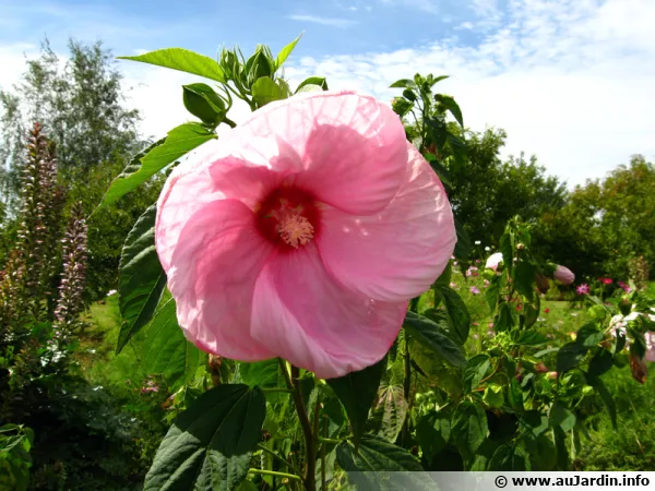 Hibiscus moscheutos, Hibiscus des marais