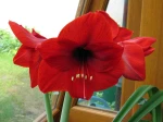 Amaryllis 'Red Lion', Hippeastrum