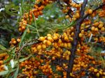 Pied femelle d'Argousier, Hippophae rhamnoides Pied femelle d'Argousier, Hippophae rhamnoides