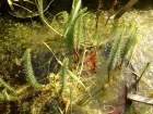 Pesse deau, Pesse vulgaire, Hippuris vulgaris