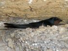 Hirondelle rustique, Hirundo rustica