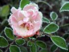 A l'apparence délicate mais pourtant de nature très résistante, la jolie corolle du rosier Louis Blériot, toujours en fleurs aujourd'hui