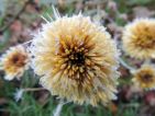 Les fleurs du chrysanthème magnifiée par le gel