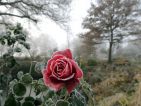 Quand le gel se prend pour un artiste et peint le charmant portrait de la rose Line Renaud